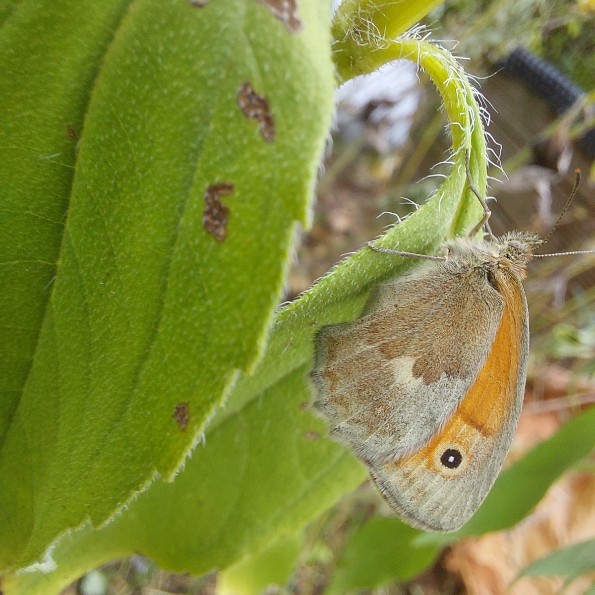 Und die heutige Insekten-Ernte an Minze und Goldrute.
Drei verschiedene Bläulinge.
Sehr dekorative Wanzen, Hüpfer und M…