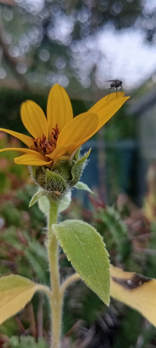 #einkaufenimgarten Im Garten, dabei sind auch die #increase
Bohnen, ich sammle aber erstmal die Samen, das sind viel zu…