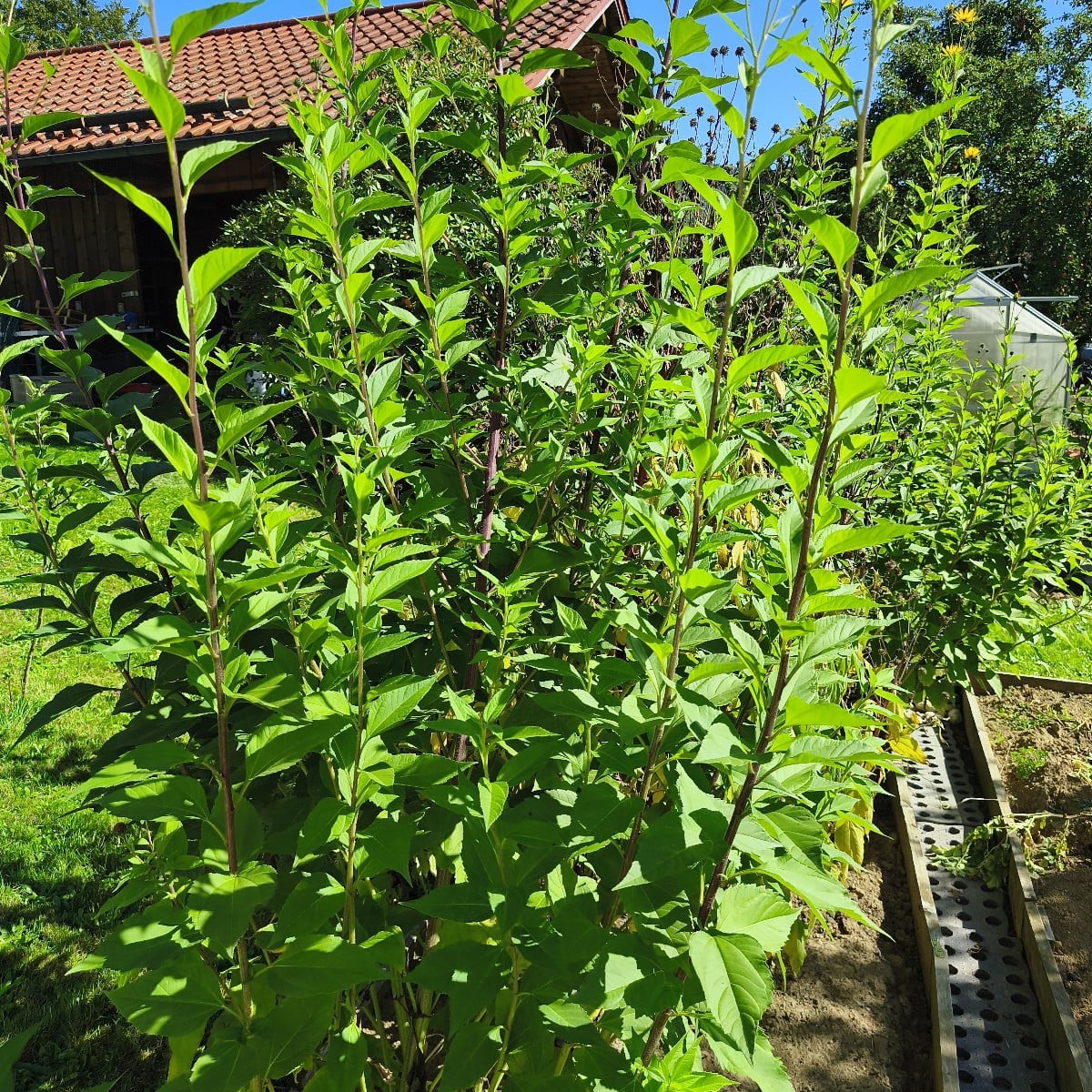 Kann man die Topinambur schon ernten?