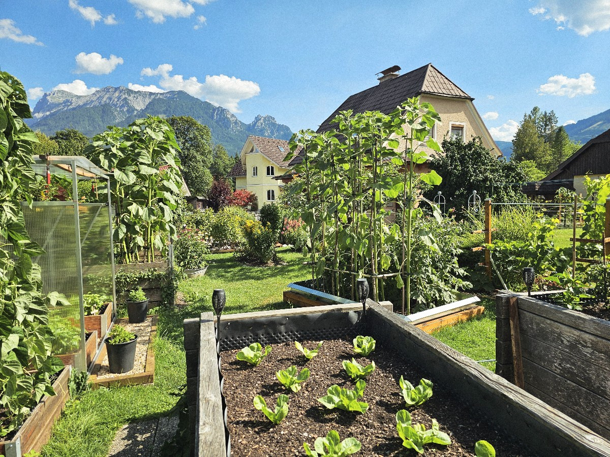 Hier noch ein paar Fotos. Manches wächst auch ohne groß Zeit zu investieren🤗