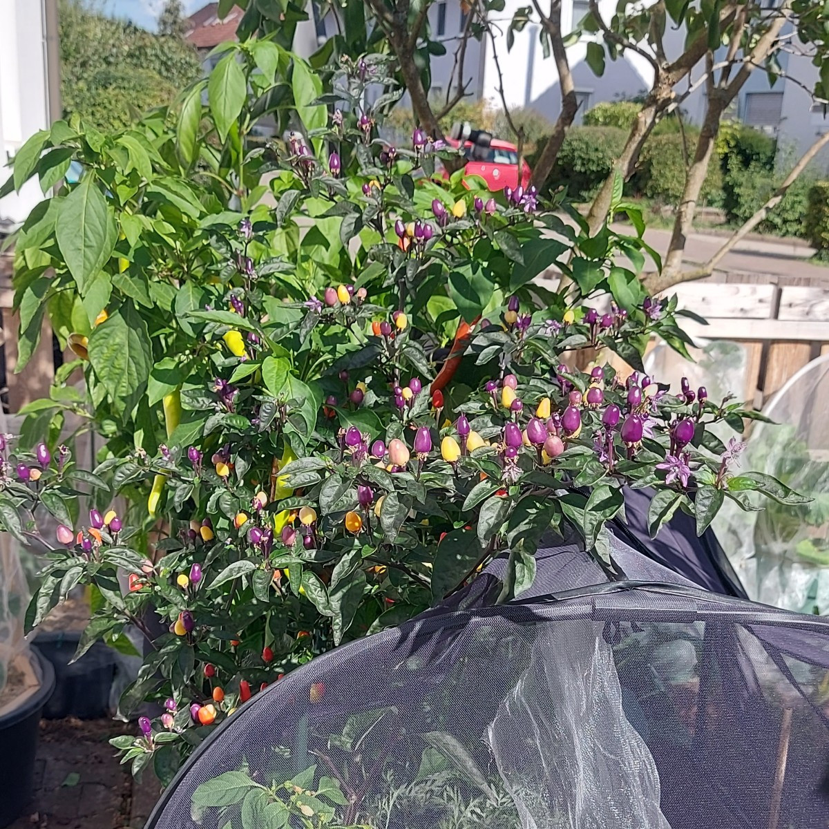 Hallo ihr lieben, 
Mal ein paar impressionen aus meinem Garten.  Alle Blumen und Pflanzen sind selber gezogen. Die Blum…