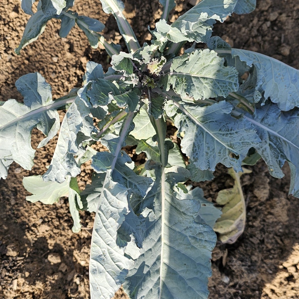 Könnt ihr mir sagen, welches kohlgemuse das ist?
Der sollte rotkohl sein, sieht aber nicht so aus...

Danke euch