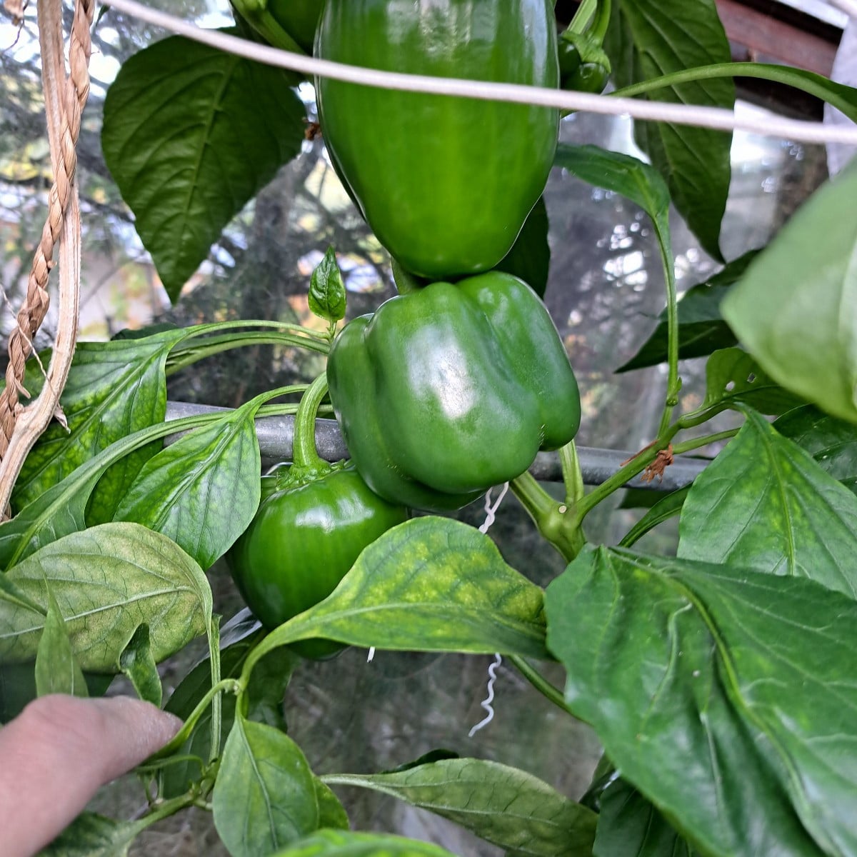 Bei uns war ist es in der letzten Nacht 0 bis -1⁰ Paprika und Tomaten haben das ohne Probleme überstanden 😃 Foto 1/2
D…
