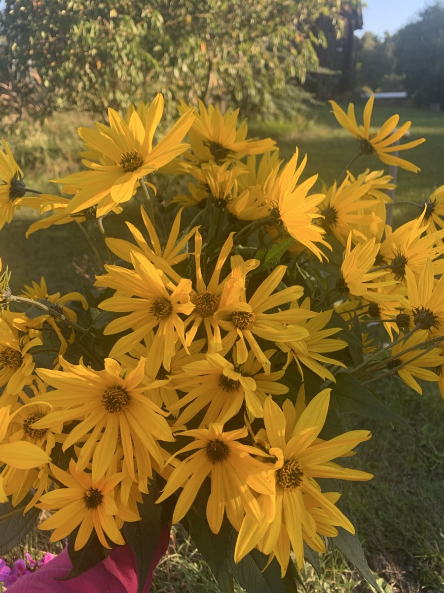 Kleine Sonnen im Frühherbst. Aber fragt nicht wie die Pflanze heißt 🤭