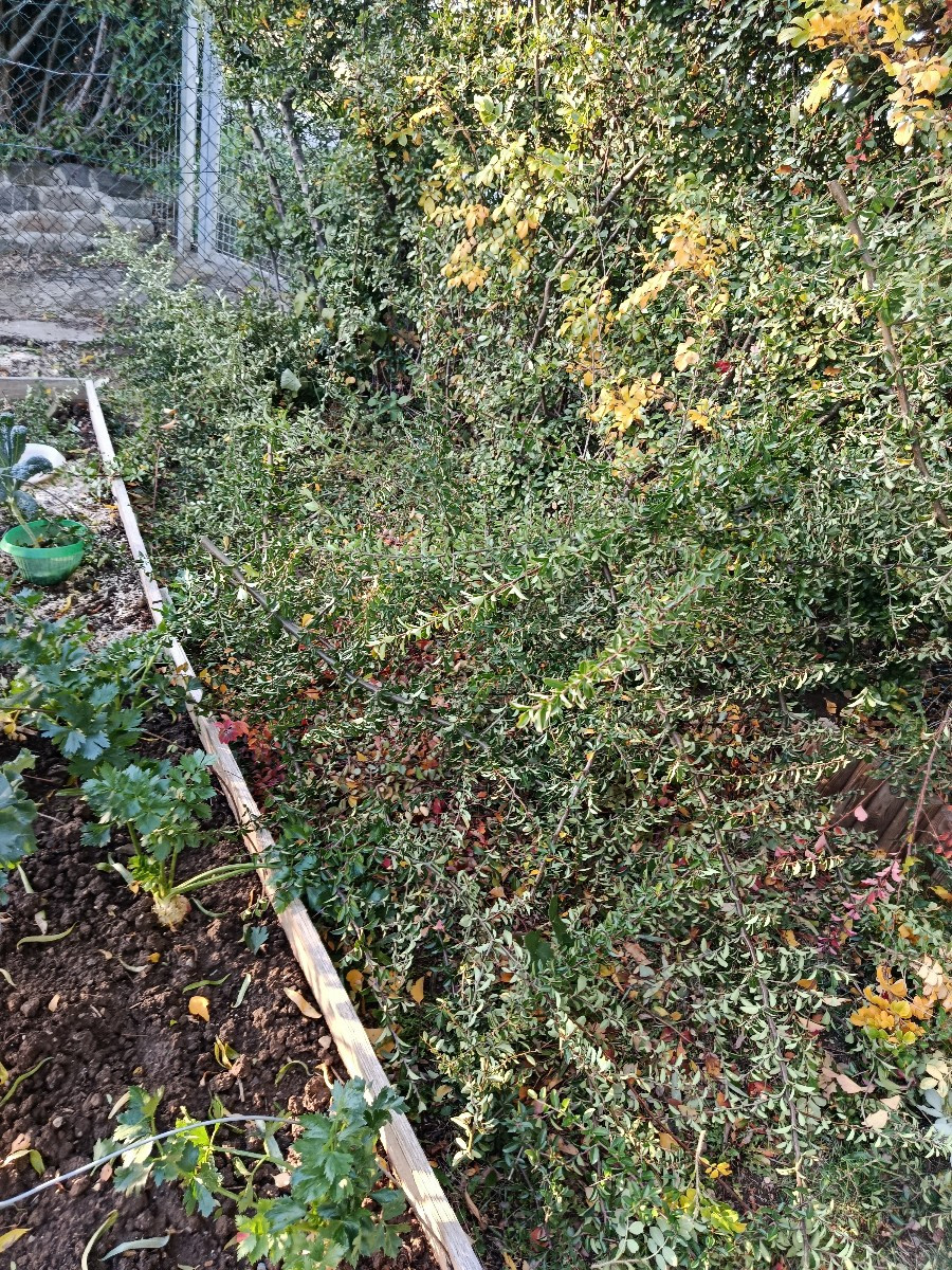 Heute war mal die Hecke dran. Feuerdorn ist echt übel zu schneiden. Am besten mit der Handastschere und die Dornen sind…