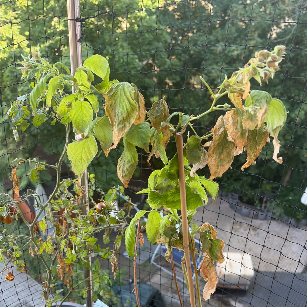 Ist es normal oder hat meine Himbeere eine faulkrankheit? 

Vielleicht mögen Himbeere und Tomate sich nicht? Sie streit…