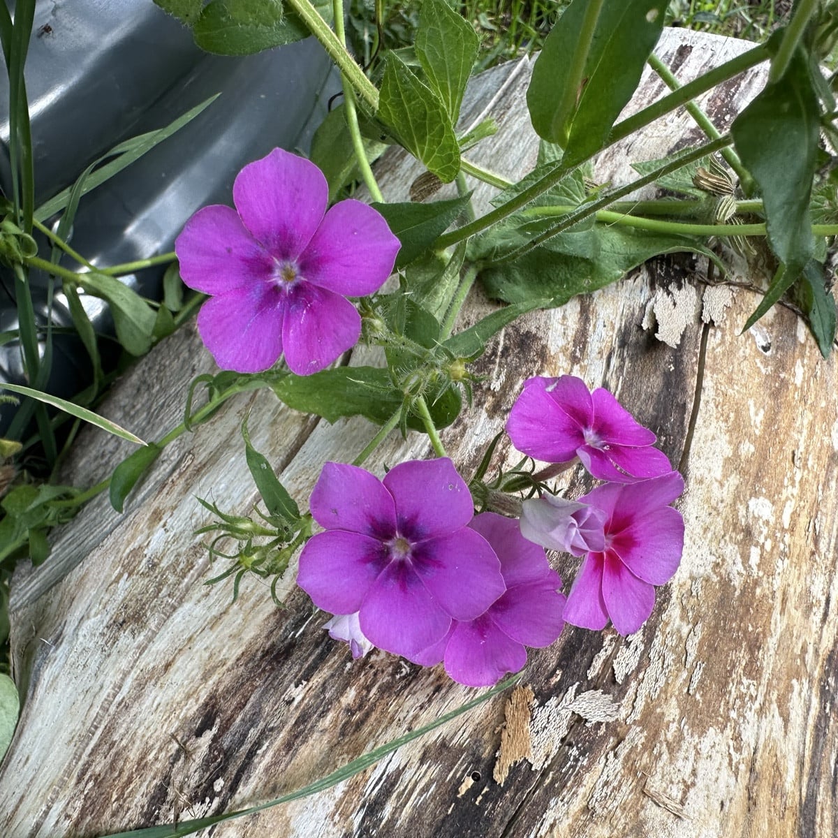 Phlox