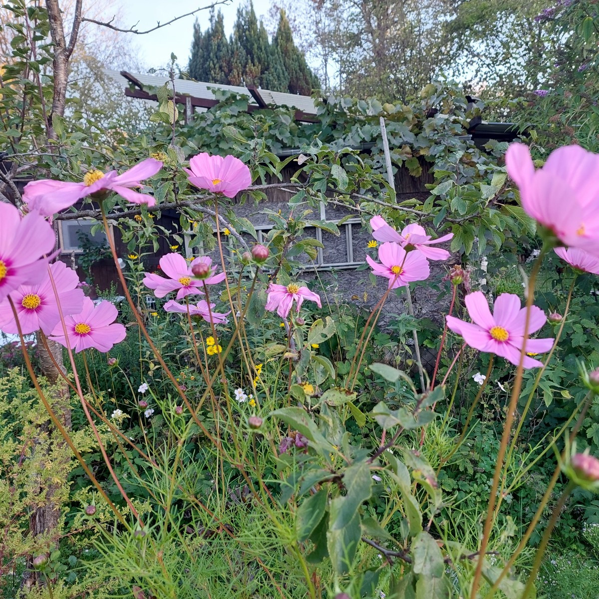 Garten am Dienstag nach der Arbeit. 
Die Sonnenhüte blühen die zweite Runde, nachdem die erste verdorrt ist.
Die Cosmee…